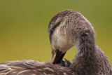 Mottled Duck (female)