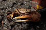 Fiddler crab