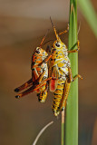 southern lubber grasshoppers