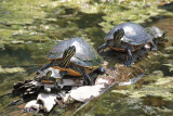 Red-bellied Turtle family