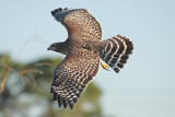 Red-Shouldered Hawk