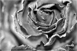 Dried Rose