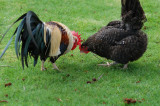 domestic squabble 075.jpg