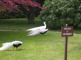 Peacocks on Isola Madre.JPG