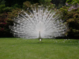 Preening peacock 3.JPG