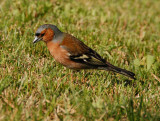 calm birdVilla Melzi.jpg