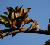 Varenna Bird 1-1.jpg