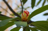 Rhododendron bud 2.jpg