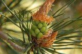 Spring buds.jpg