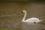 Swan in the rain.jpg