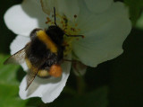 Bzz 2.jpg