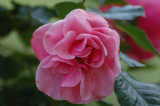 old rose.jpg