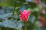 new rose