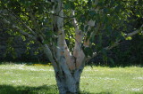 pale bark