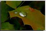 The gift of drops 1 copy.jpg