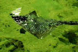 Rayfish in the Aquarium.jpg