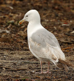 Lonely gull.jpg