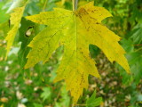 October leaf 2.jpg