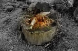 A broken heart