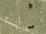 Spider stocking the larder.jpg