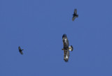 0029M-Golden Eagle, juvenile (Aquila chrysaetus)