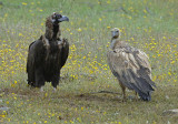 0014M-Cinerous- and Griffon Vultrue (Aegypius monachus& Gyps fulvus) Spain Spring 2007
