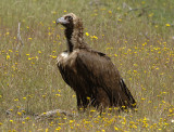 0345M-Cinerous vulture (Aegypius monachus), Spain Spring 2007