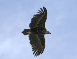 0024M-Cinerous Vulture (Aegypius monachus) Spain 2007