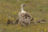 0060M-Griffon vulture (Gyps fulvus), adult, Spain 2007