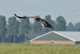 0102M-Vale gier .jpg