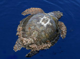 0097M-Caret Sea Turtle, Karet zeeschildpad (Caretta caretta)