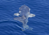 0139M-Sunfish, Maanvis (Mola mola)