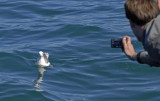 0068M-Vogelaar maakt met digitale compactcamera een foto van de noordse stormvogel .jpg