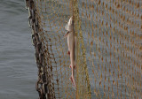 0151M-Zandhaai in het net.jpg