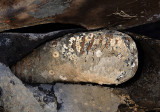 0411M-Mammoet kies- kauwvlak profiel.jpg