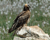 0017M-Lammergier subadult.jpg