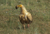 098M-Egyptian vulture- Spain.jpg