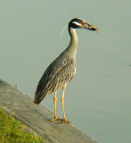 6127 Yellow-Crowned Night Heron with catch of the day.JPG