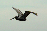 5922 Brown Pelican Flight.JPG