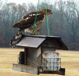 Coopers Hawk on Feeder 2.JPG