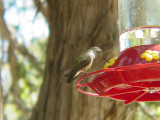 7286 Broad-tailed Hummingbird Bx Can.JPG