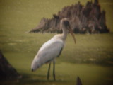 7922 Wood Stork