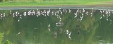 7992 A bunch of Grt Egrets.JPG
