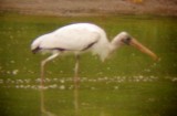 8072 Wood Stork.JPG