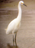 8113 Snowy Egret.JPG