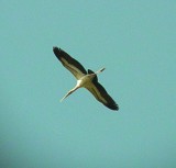 8550 WStork in Flight.JPG