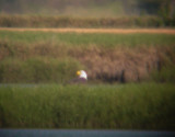 8610 Bald Eagle No 2 on Ground.JPG