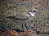 8654 Semipalmated Plover.JPG