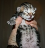 classic tabby boy smiling!