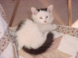 white long hair kitten